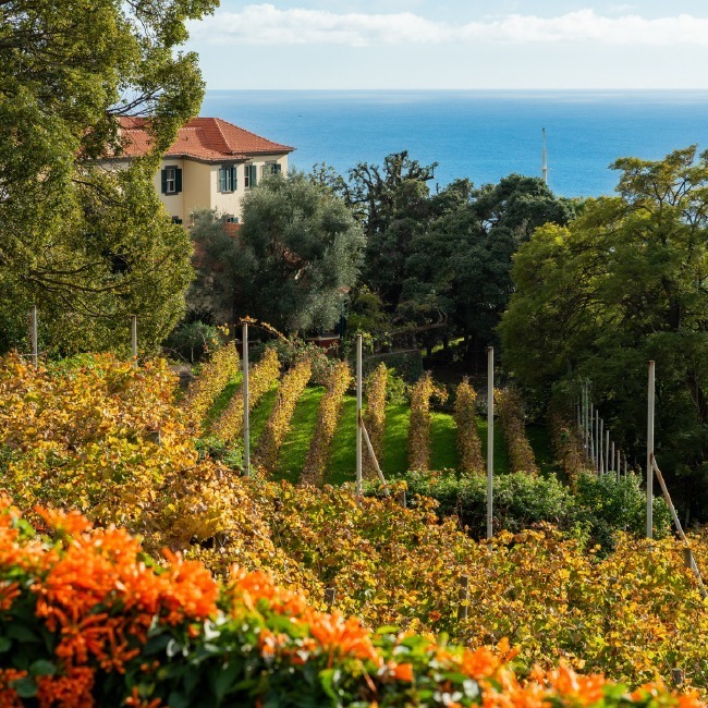 Madeira Wine Company